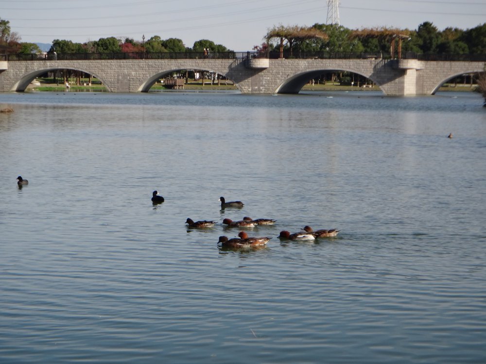 東幸公園　水鳥